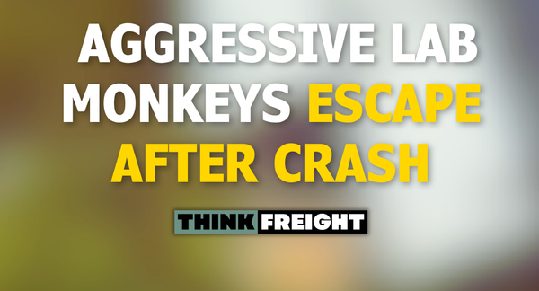 🚚 Truck Carrying “Aggressive” Lab Monkeys Crashes